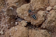 Pseudomethoca gounellei