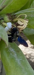 Xylocopa sulcatipes