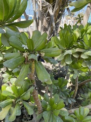 Xylocopa sulcatipes