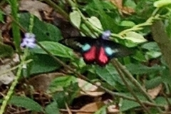 Parides neophilus