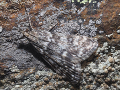 Eudonia vallesialis