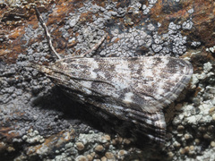 Eudonia vallesialis