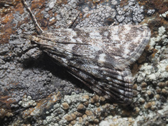 Eudonia vallesialis