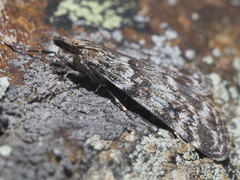 Eudonia vallesialis