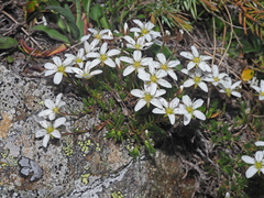 Minuartia recurva