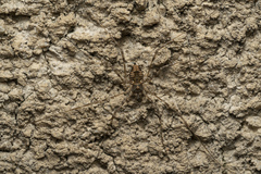 Metaplatybunus rhodiensis