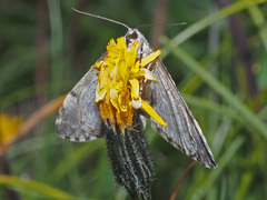 Entephria caesiata