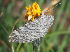 Entephria caesiata