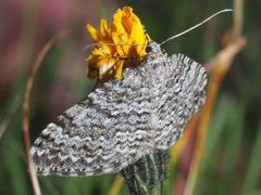 Entephria caesiata