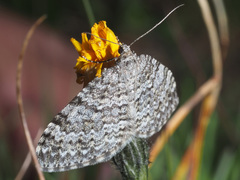 Entephria caesiata