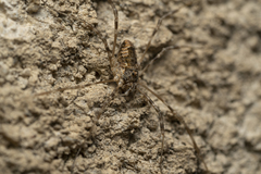 Metaplatybunus rhodiensis