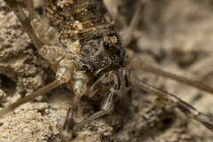 Metaplatybunus rhodiensis