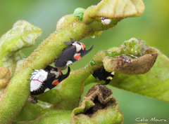 Enchophyllum quinquemaculatum