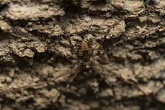 Metaplatybunus rhodiensis
