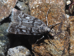 Eudonia vallesialis