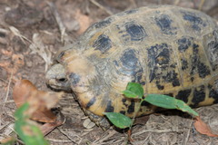 Indotestudo elongata