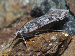 Eudonia vallesialis