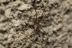 Metaplatybunus rhodiensis