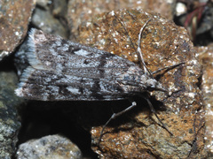 Eudonia vallesialis