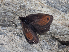 Erebia gorge