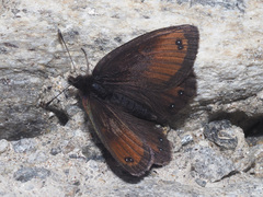 Erebia gorge
