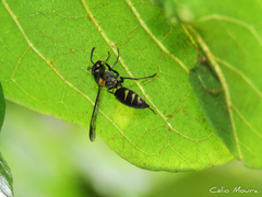 Polybia ruficeps xanthops