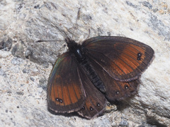Erebia gorge