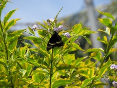 Papilio scamander