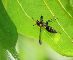 Polybia ruficeps xanthops