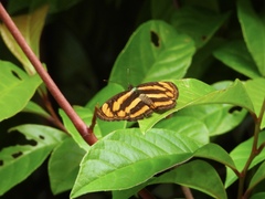 Pantoporia paraka