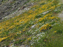Anthyllis vulneraria alpestris