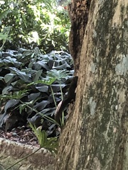 Sciurus aestuans ingrami