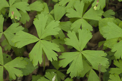 Anemonoides glabrata