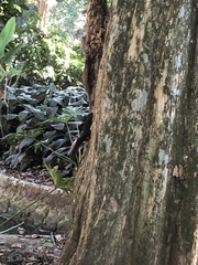 Sciurus aestuans ingrami