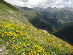 Anthyllis vulneraria alpestris