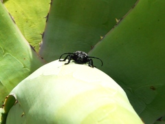 Acanthoderes funeraria