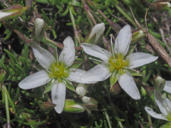 Minuartia recurva