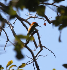 Merops viridis