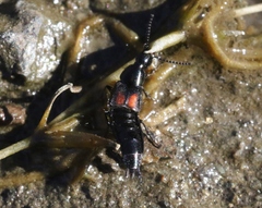 Philonthus cruentatus