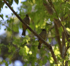 Pycnonotus