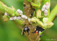 Enchophyllum quinquemaculatum