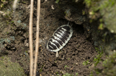 Porcellio flavomarginatus