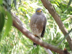 Rupornis magnirostris