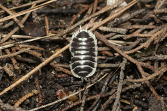 Porcellio flavomarginatus
