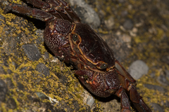 Sesarmops imperator