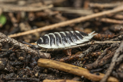 Porcellio flavomarginatus