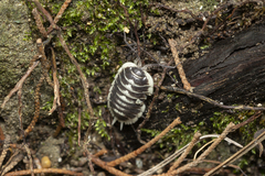 Porcellio flavomarginatus
