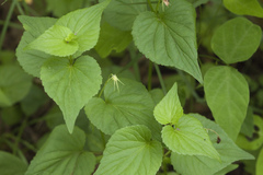 Viola acuminata