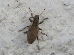 Sitona lineatus