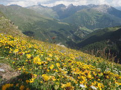 Anthyllis vulneraria alpestris